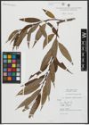 Foto von Salix alba L. x Salix fragilis L.